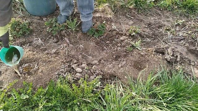 Удобрение малины весной. Мульча. Закат. / Fertilizing raspberries in the spring. Mulch. Sunset.