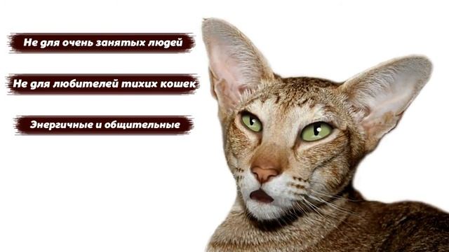 Ориентальная кошка - породы кошек.