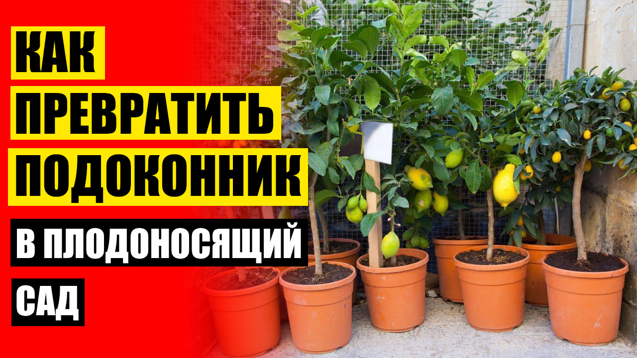 ⚪ Lemon tree мини 🔥 Карликовые деревья купить москве ❗