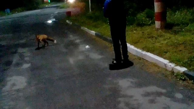 Лиса пришла покушать на заправку СкА РуС,остановка Три ручья