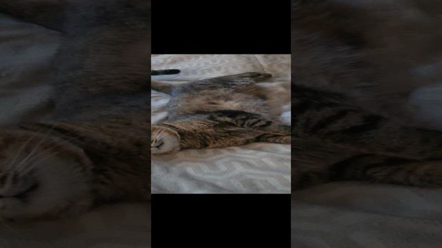 Тихий час у #cat #котики #юмор #смех #домашниеживотные