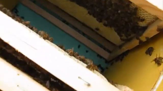 Пчеловодство в Нижневартовске