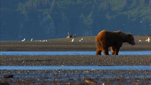 Медведи (национальный парк Katmai, Катмай, Аляска, США)