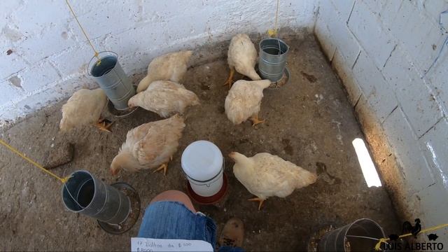 Cuanto Gane Por Criar Pollos de Engorde $$ ???