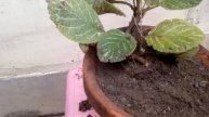 FLAME VIOLET / EPISCIA Growing & Caring Tips Video