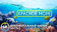 Красное море - самое тёплое и чистое на планете | Документальный фильм о подводных глубинах