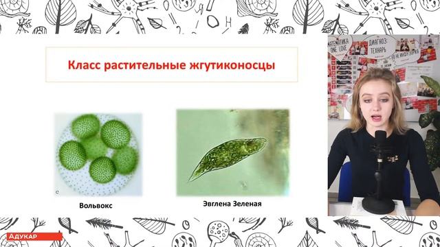 Протисты  Биология онлайн-форум