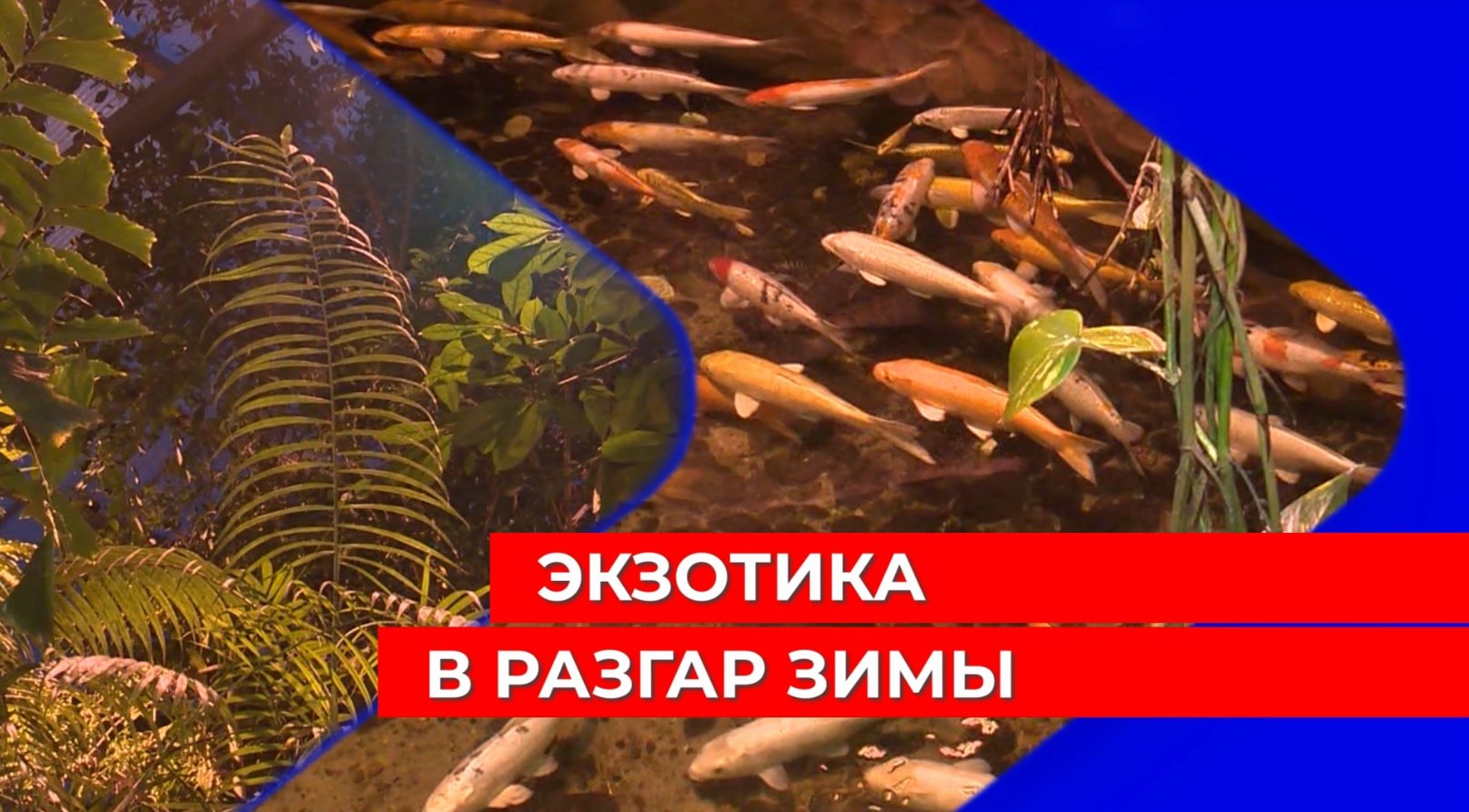 Нижегородцы имеют возможность попасть из морозной зимы в знойные тропики не уезжая из города