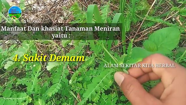 🔴 Obat Penyakit Ayan Atau Epilepsi || Daun Meniran || Obat Herbal Alami || Cara Meramunya