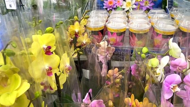 ОБЗОР новых орхидей по 455 рублей в Леруа Мерлен