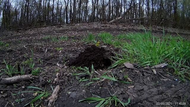 УНИКАЛЬНАЯ  СЪЕМКА  РЫТЬЯ КРОТАМИ  ПОДЗЕМНЫХ  ХОДОВ