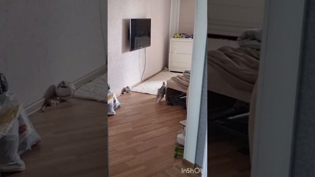 Стефания