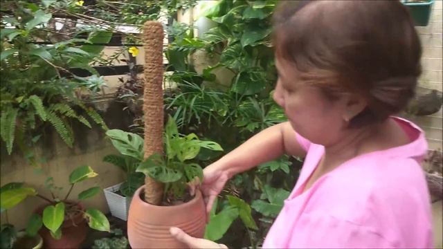 PLANT POST FOR POTTED CLIMBING CREEPER PLANTS (MADE WITH COCO FIBER)