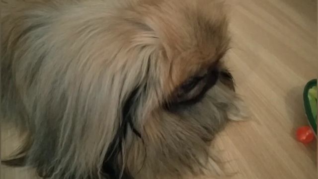 ВАЖНО.КАКИЕ ДОКУМЕНТЫ НУЖНЫ ДЛЯ ПЕРЕВОЗА ЖИВОТНЫХ ЗА ГРАНИЦУ.