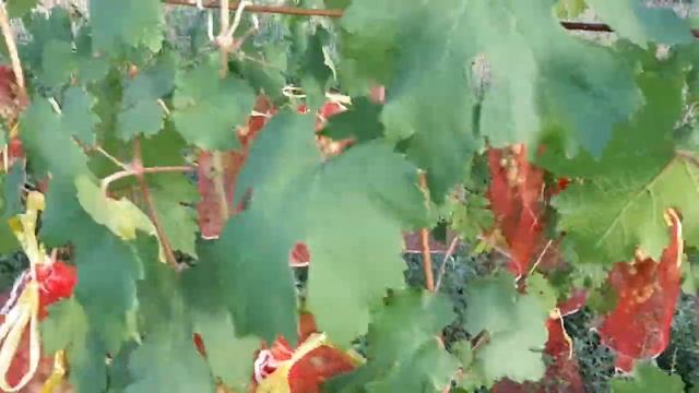 Защита гроздей винограда от птиц, ос и жуков