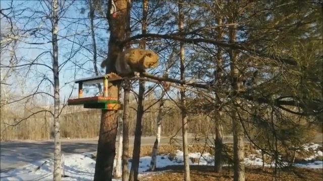 Облом у Кота стащить сало...!!!