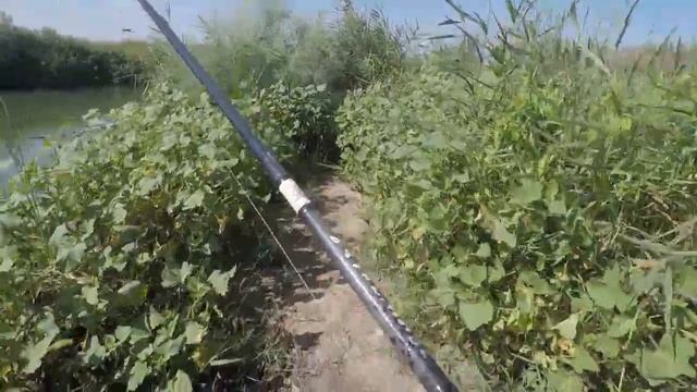 Сирдарё.Рыбалка с берега на жерех