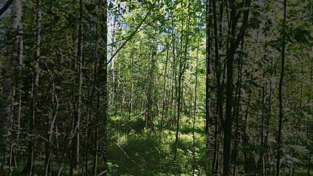Майский лес 🌲☀️ Ленинградская область ❤️🇷🇺