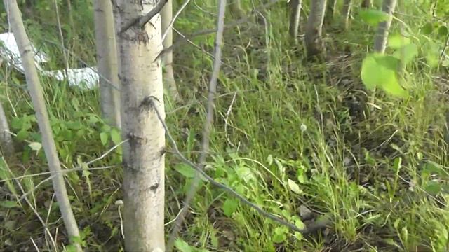 Как я собирал грибы Подберезовики