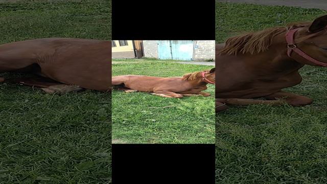 Лошадь отдыхает на траве