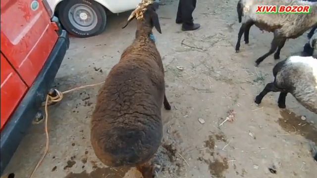 Хива ку́й бозори 02.05.2021