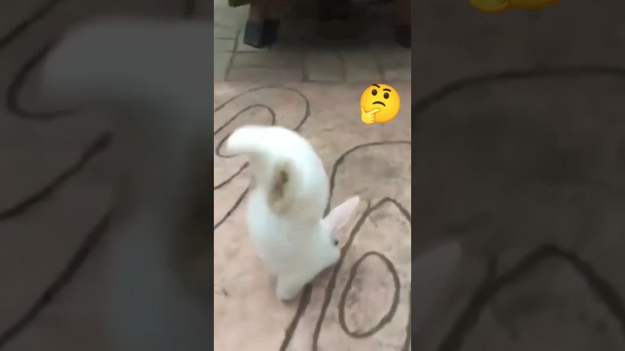 Кролик ходит на двух лапах, 兔子用两条腿走路, The rabbit walks on two legs, الأرنب يمشي على قدمين
