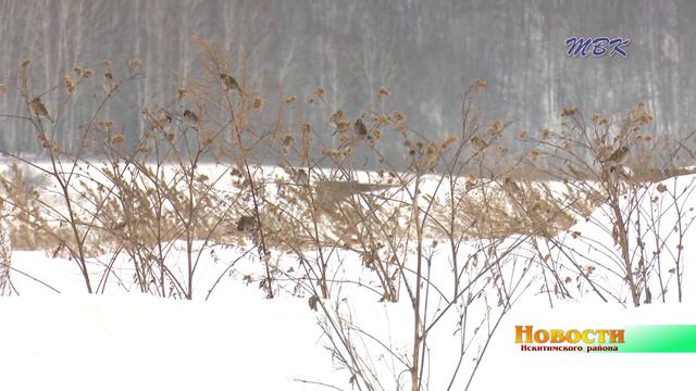Опытное сельхозпроизводство в с  Елбаши готово поставлять аграриям селекционные семена