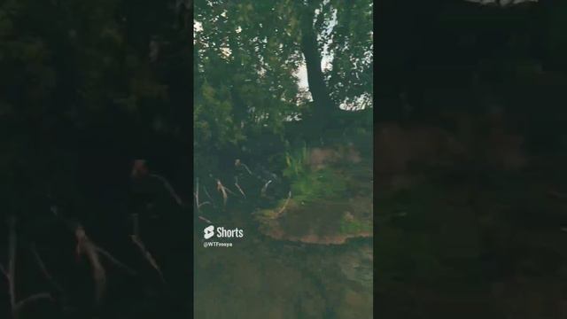 😂😂😂 #shorts #1million #2024 #summer (1).mp4