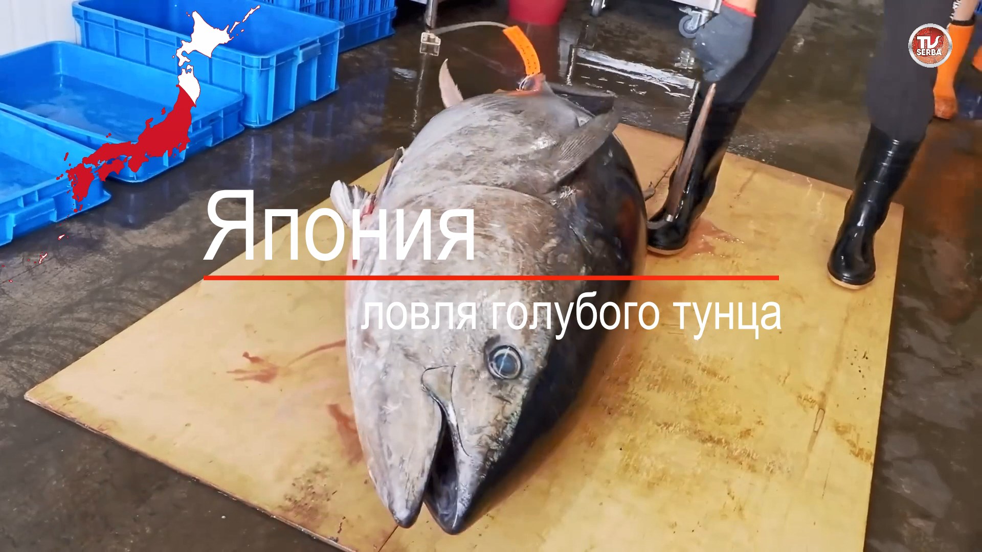 Ловля огромного 500-килограммового голубого тунца / СербаТВ 🔴