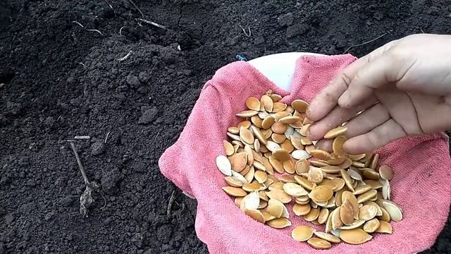 Тыква огурцы вырастут без полива как? посмотрите. Редиску уже кушаем.