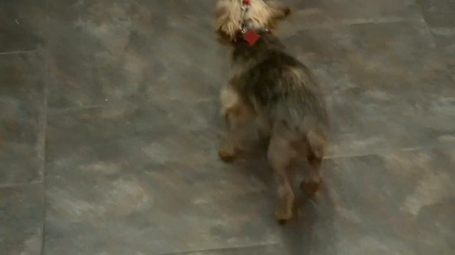 Charlie Medial Patellar Luxation Repair
