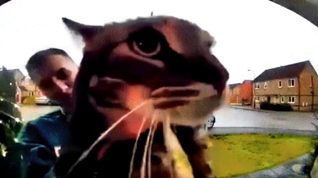 Кот мяукает в камеру,НО РАЗНЫМИ ЗВУКАМИ