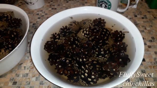 Как сушить ШИНШИЛЛАМ шишки?