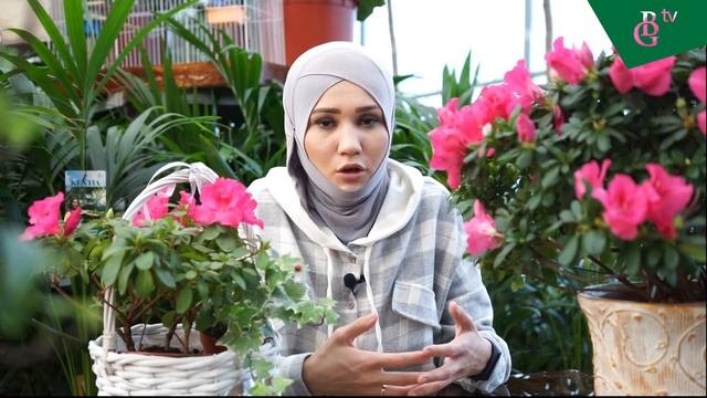 Азалия хонаки гули хақида