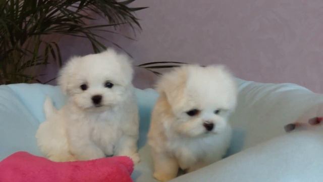 www.malteseclub.ru мальтезе -возраст 2 месяца