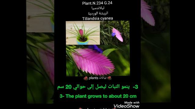تيلاندسيا  الريشة الوردية  Tillandsia cyanea