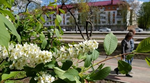 240420 Черёмуха цветы саженцы плитка велодорожк ремонт улица Комсомольская Уют яблон Эльдорад г Орел