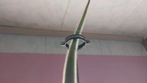 мой самый длинный кактус