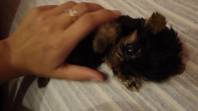 little puppy