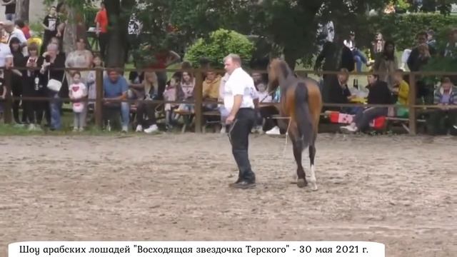 Шоу арабских лошадей "Восходящая звёздочка Терского"