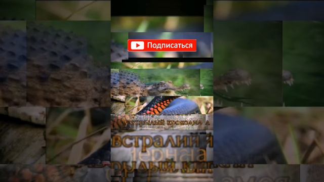 #AnimalsofAustralia#ЖивотныеАвстралии#Австралияжануарлары ЖИВОТНЫЕ АВСТРАЛИИ