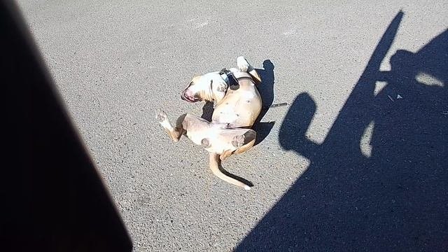VID_20230831_100317.mp4