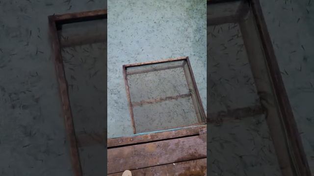 цех инкубация для мальков форели в домашних условиях в г.Бишкек 0707000441 Кубат байке