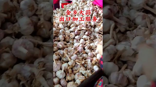 Professional  garlic  supplier