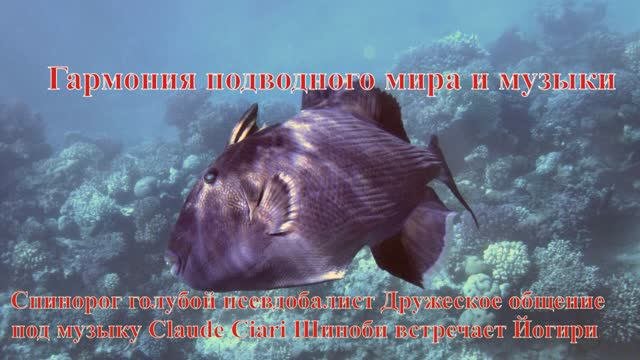 35. Спинорог Голубои псевдобалист Дружеское общение под музыку Claude Ciari Шиноби встречает Йогири