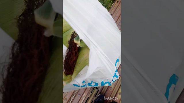Собираю Кукурузу в поле, малось заблудился