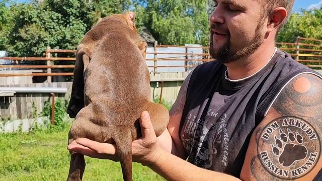 Девочки Американского булли от пары Чили❤Хан