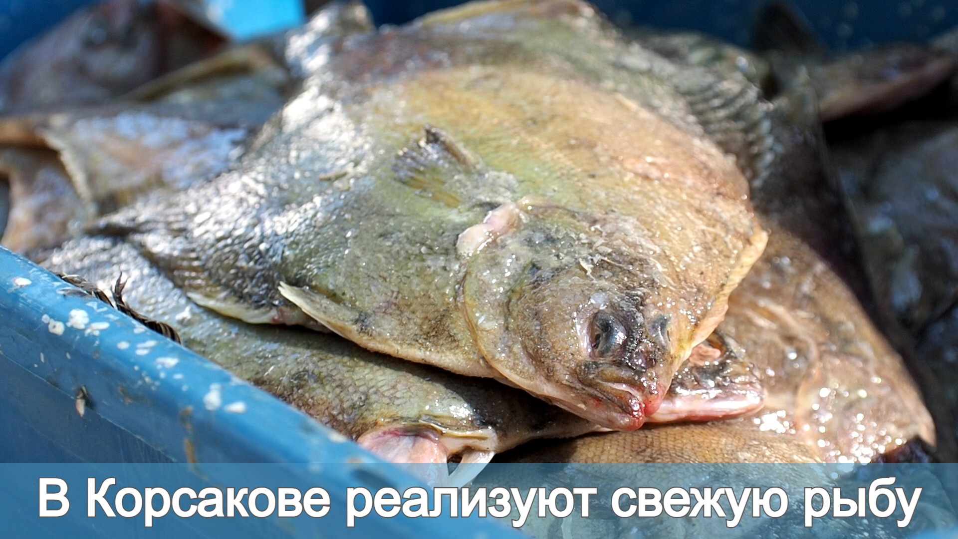 В Корсакове реализуют свежую рыбу