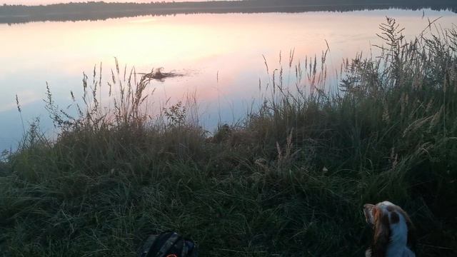 Подача. Русский охотничий спаниель Рэд - возраст почти 2 года. Учимся подавать с воды и земли.