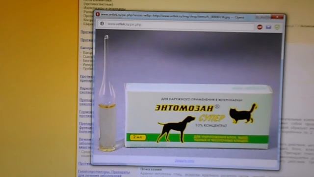 чем обработать собаку